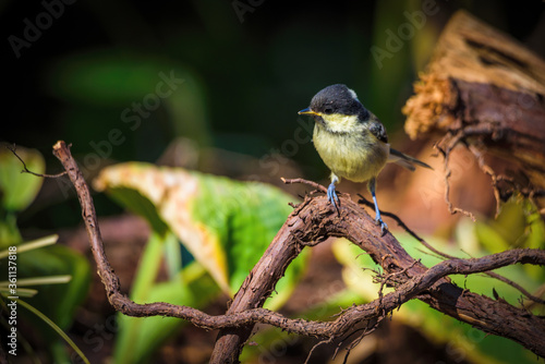 A young Greattit perches on a branch photo