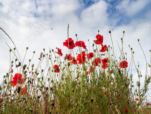 Red poppies against a blue sky with clouds © James