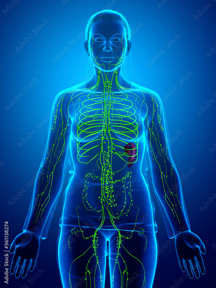 3d rendered medically accurate illustration of a female lymphatic system 3d rendered medically accurate illustration of a female lymphatic system