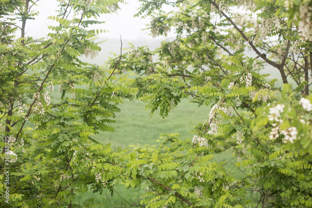 Fototapeta premium Green leaves of acacia tree branch in green field.