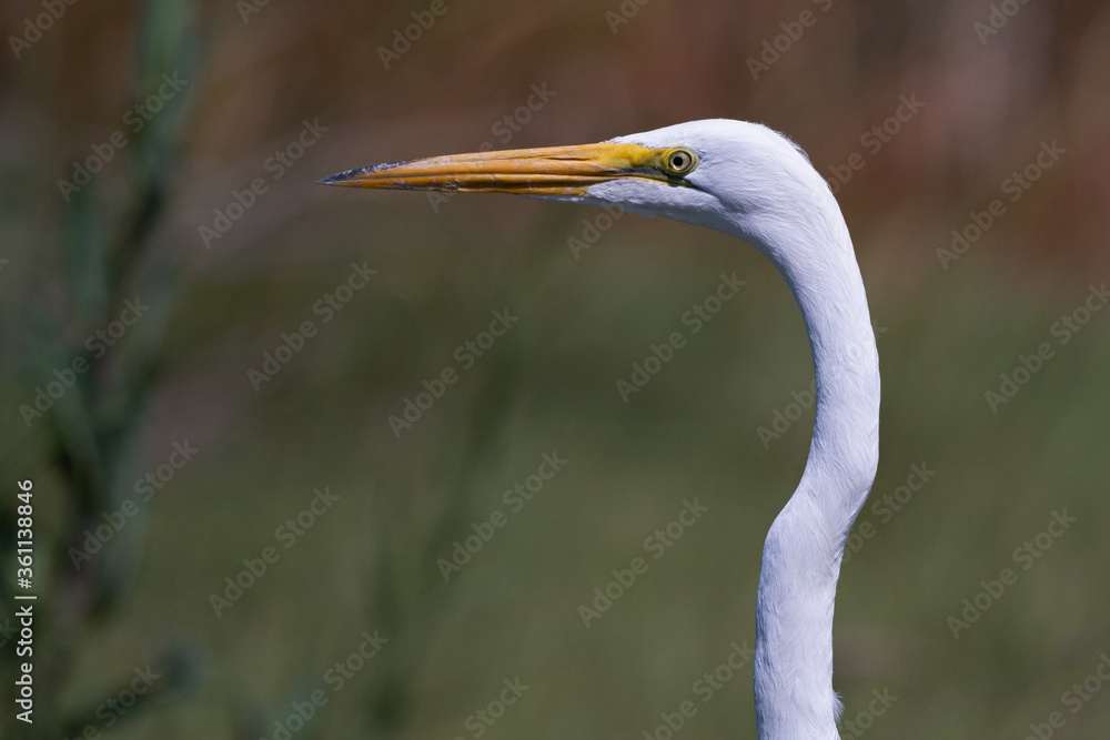 A Great Egret head portrait taken while pausing during a hunt A Great Egret head portrait taken while pausing during a hunt