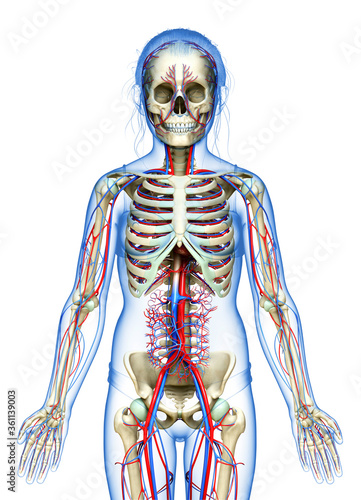 3d rendered medically accurate illustration of the young girl circulatory and skeleton system
