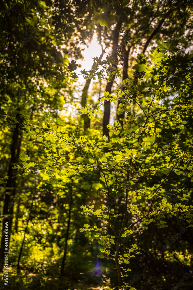 Light through small leaves Light through small leaves