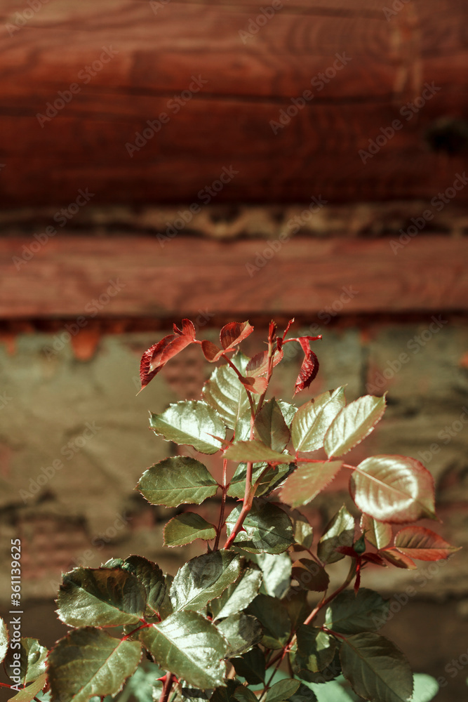 Obraz premium Shrub rose grows in the summer on nature. Against the background of a wooden log house