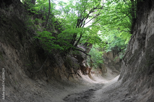 Loess gully valley in Kazimierz Dolny town in Poland with fresh green after rain