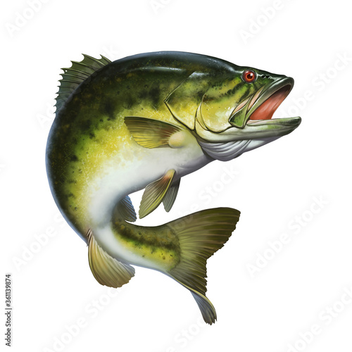 Photography Larged bass jumps out of water isolate realistic illustration