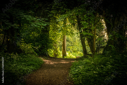 An archway through the trees