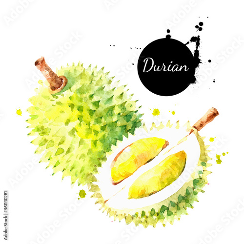 Watercolor hand drawn durian fruit illustration. Vector painted sketch isolated on white background. Superfoods poster