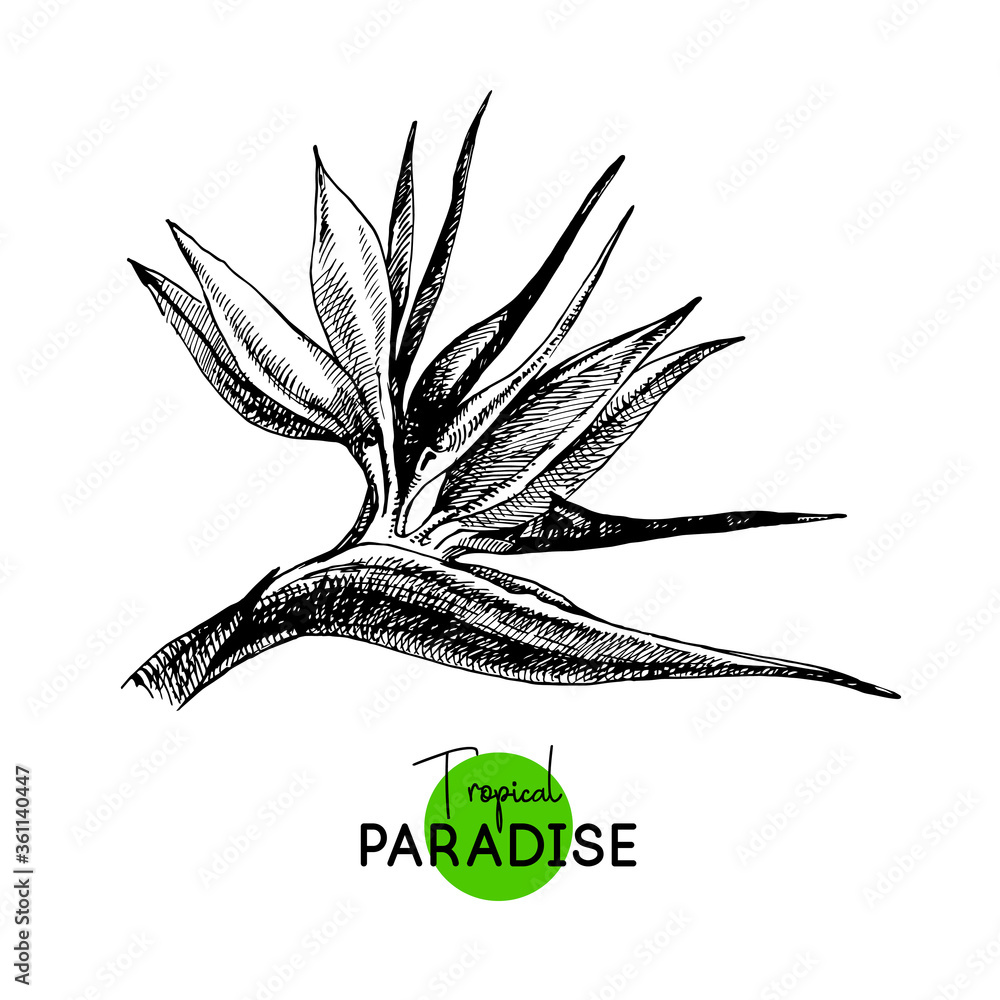 Hand drawn sketch tropical paradise plant bird of paradise flower