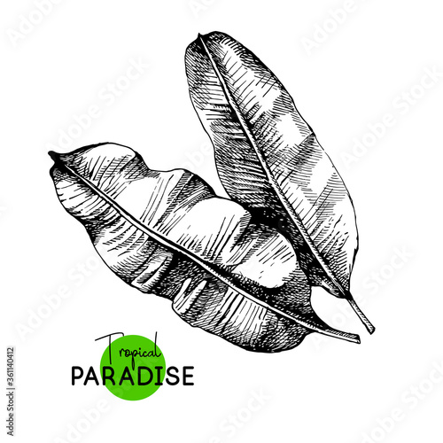 Hand drawn sketch tropical paradise plant banana palm leaf background. Black and white vector illustration