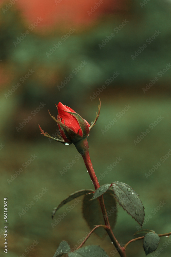Red rose with raindrops on leaves and a bud grows on nature. Red rose with raindrops on leaves and a bud grows on nature.