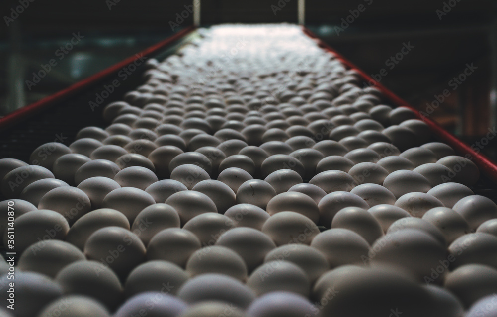 Obraz premium egg factory industry poultry conveyor production