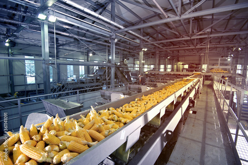 corn processing line perspective view photo
