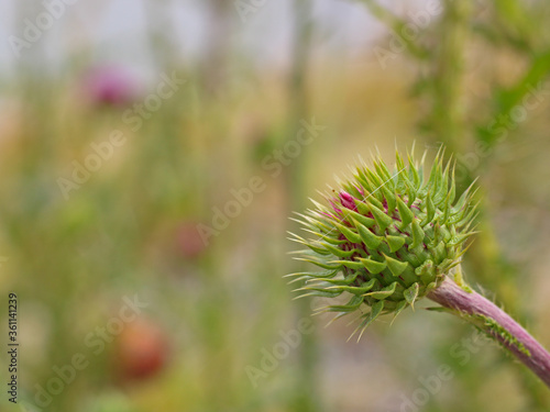 Close-up wild pink thistle bud. Spiky plant with sharp spikes. Copy space, blurred background