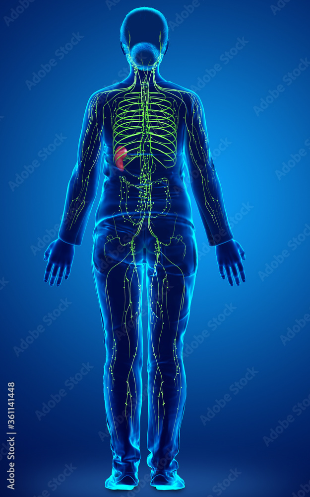 3d rendered medically accurate illustration of a female lymphatic system 3d rendered medically accurate illustration of a female lymphatic system