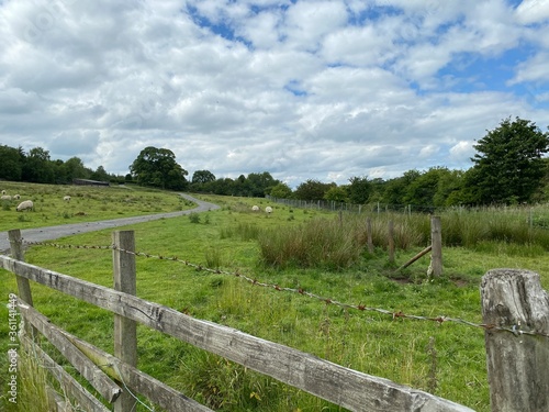 Fototapeta Naklejka Na Ścianę i Meble -  Sheep grazing in an open field, with plants, trees, and a cloudy sky in near, Skipton, Yorkshire, UK