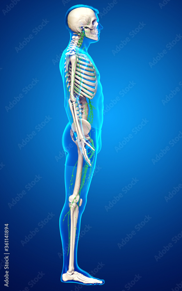 3d rendered medically accurate illustration of a male lymphatic system 3d rendered medically accurate illustration of a male lymphatic system