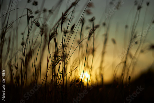 Golden sky and meadow in a summer wheat field at sunset