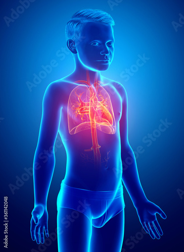 3d rendered, medically accurate illustration of a young boy lung anatomy