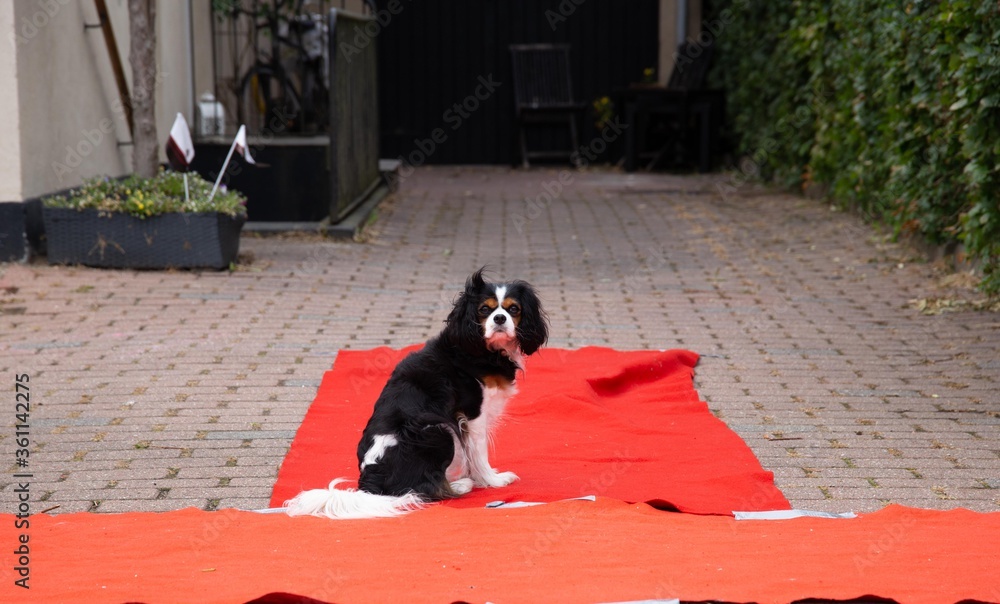 The traditional Danish student celebration