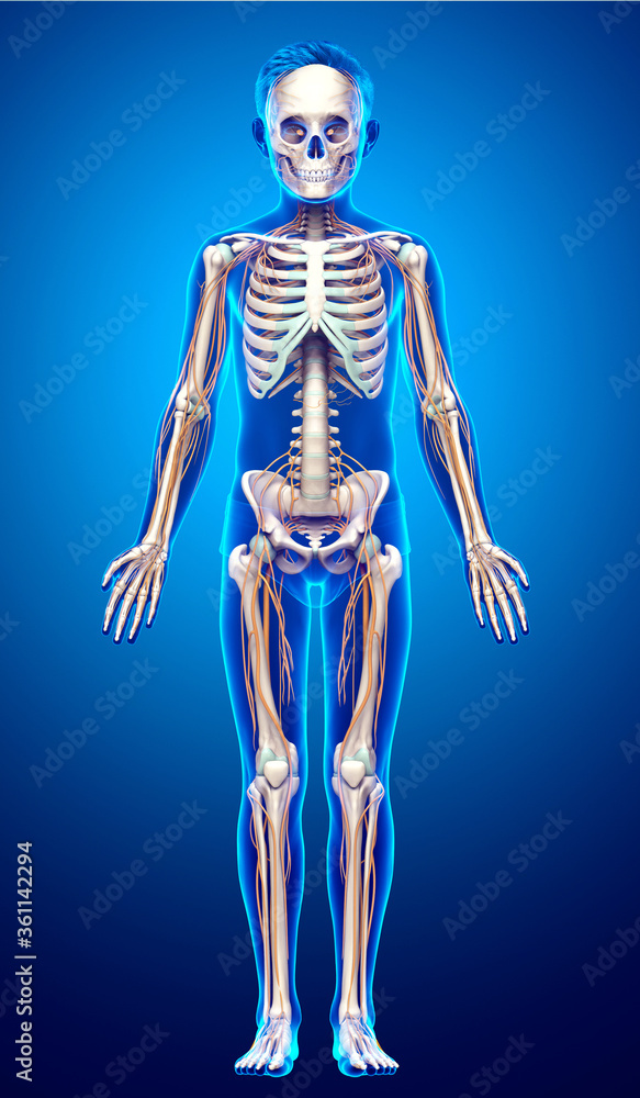 3d rendered medically accurate illustration of a young boy nervous system and skeleton system 3d rendered medically accurate illustration of a young boy nervous system and skeleton system