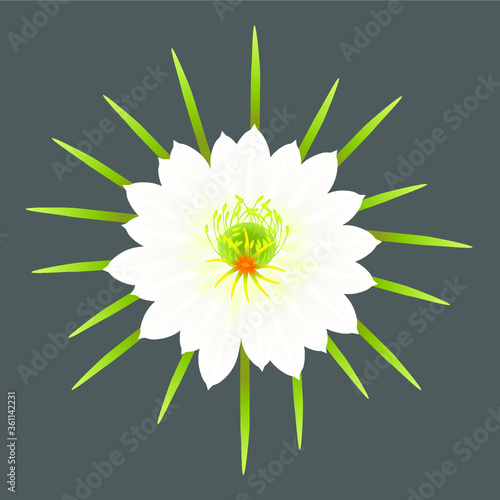 Big flower fruit pitahaya on a gray background.