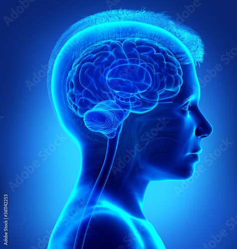 3d rendering medical illustration of young boy brain x-ray anatomy
