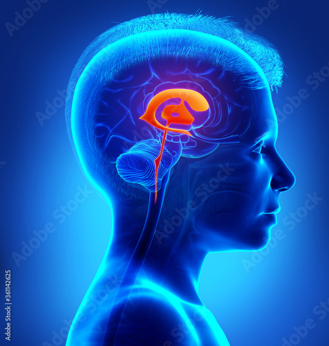 Fototapeta Naklejka Na Ścianę i Meble -  3d rendering medical illustration of a young boy Brain Ventricles anatomy