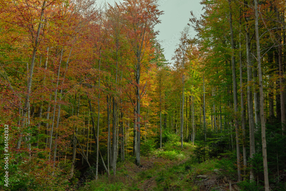 autumn forest wonderland landscape nature photography of vivid fall season colors yellow brown and green foliage of grass and trees in clear weather September day autumn forest wonderland landscape nature photography of vivid fall season colors yellow brown and green foliage of grass and trees in clear weather September day