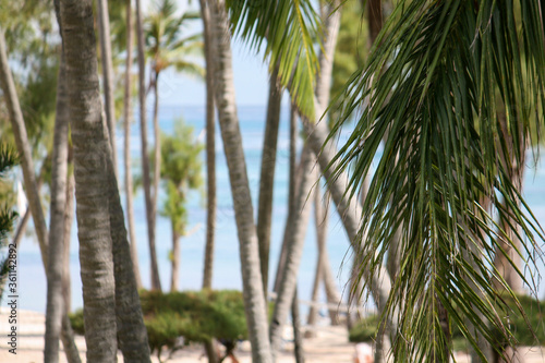 blurred background with palm trees and ocean