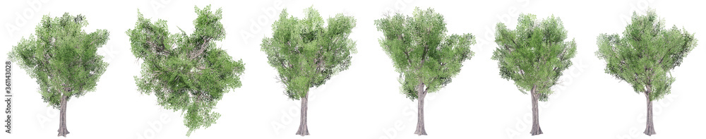 Set or collection of green trees isolated on white background. Concept or conceptual 3d illustration for nature, ecology and conservation, strength and endurance, force and life Set or collection of green trees isolated on white background. Concept or conceptual 3d illustration for nature, ecology and conservation, strength and endurance, force and life