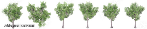 Set or collection of green trees isolated on white background. Concept or conceptual 3d illustration for nature  ecology and conservation  strength and endurance  force and life