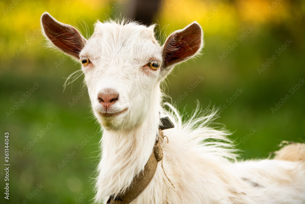 Baby Goat looking straight into the camera Baby Goat looking straight into the camera