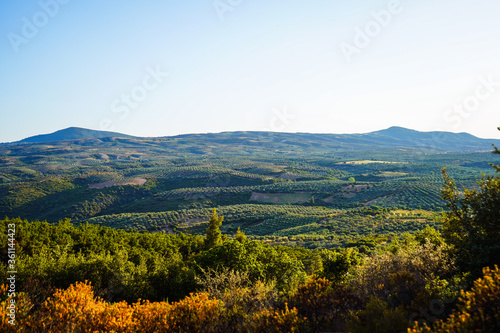 Plantations of olive trees. The valleys and hills are planted with olives. Greece  Kalamata  Halkidiki.