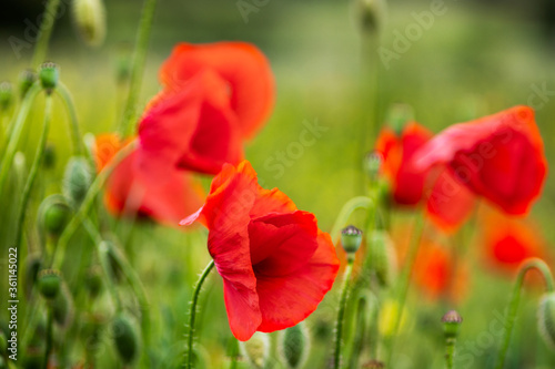 Red wild poppy flowers on a meadow at the spring © Milan