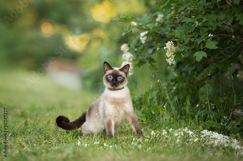 Blue-eyed cat in the grass on the background of a flowering shrub with white petals © Светлана Федоренко
