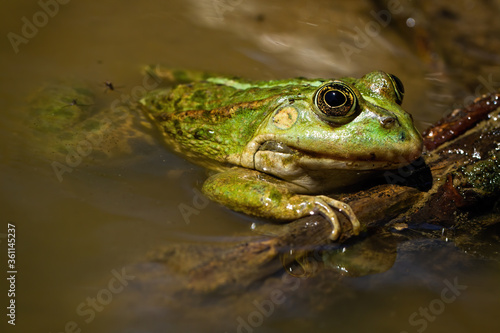 Adorable edible frog, pelophylax esculentus, lying on swamp in the summertime. Close-up of colorful amphibian resting in marsh. Green animal holding wood.