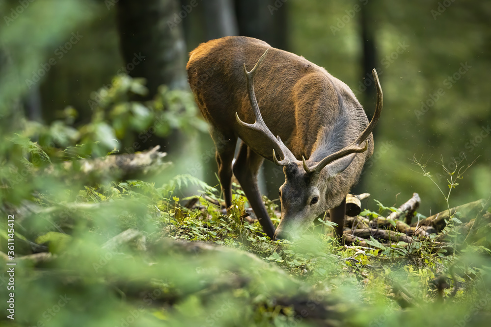 Unaware red deer, cervus elaphus, stag grazing green vegetation in summer forest. Tranquil nature scenery with calm male mammal feeding on leafs from low angle view.