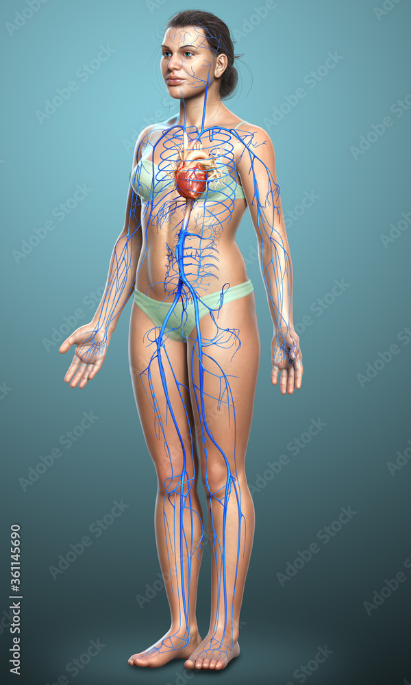 3d rendered medically accurate illustration of a female Veins anatomy 3d rendered medically accurate illustration of a female Veins anatomy