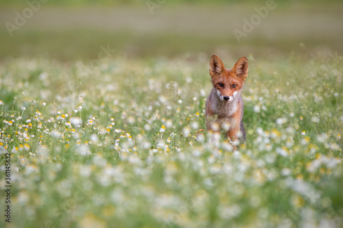 Red fox, vulpes vulpes, standing on meadow looking to the camera. Beautiful mammal walking on field with white flowers. Wild predator staring on nature with copy space.