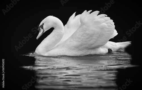 White swan on calm water with reflection in black and white format