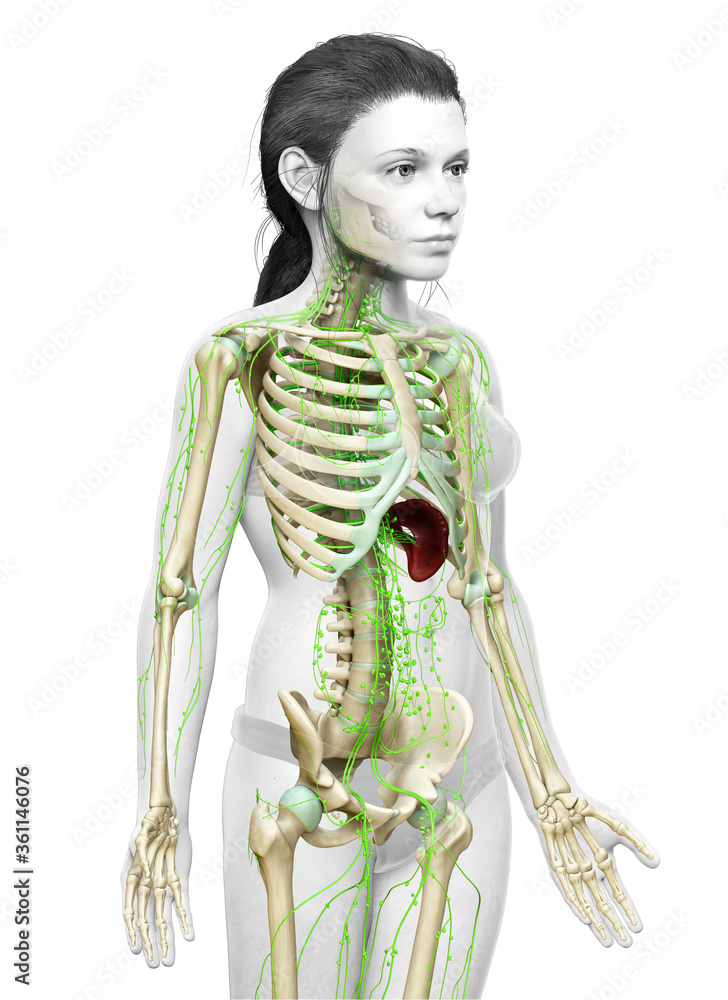 3d rendered medically accurate illustration of a young girl lymphatic system 3d rendered medically accurate illustration of a young girl lymphatic system