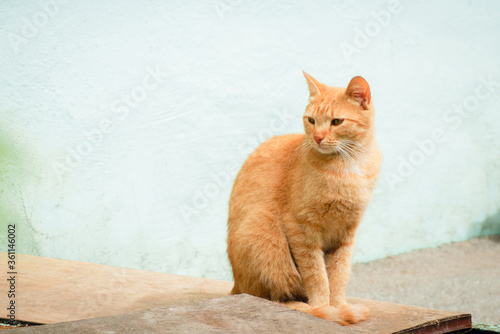 Red cat on a blue background © fizke7