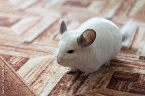 Light white chinchilla on brown background, portrait. Top view.