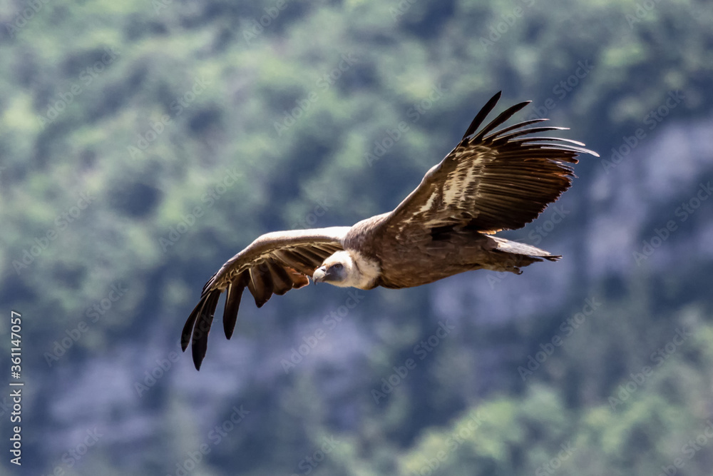 Obraz premium Vautour fauve