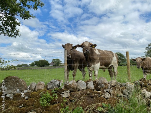 Two brown and white bulls, in a field, next to a fence by a dry stone wall in, Hetton, Skipton photo