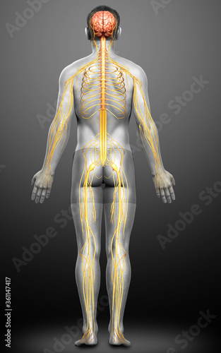 3d rendered medically accurate illustration of a male nervous system © pixdesign123