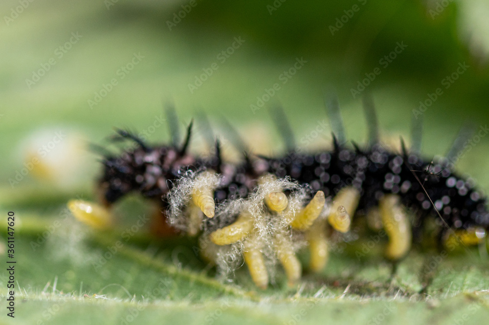 Fototapeta premium Parasitic wasp larvae emerging from a live peacock butterfly caterpillar