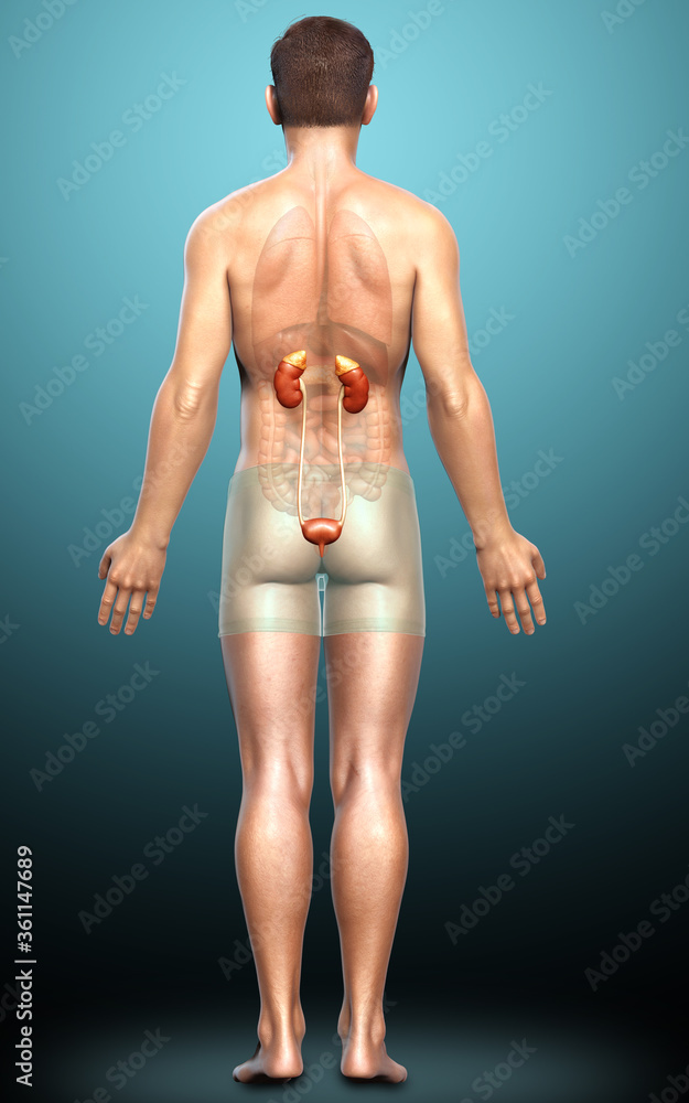 3d rendered, medically accurate illustration of the kidneys 3d rendered, medically accurate illustration of the kidneys