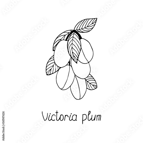 Victoria plums lettering. Hand drawn poster. Coloring page. Stock vector illustration.